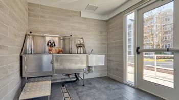 Dog wash